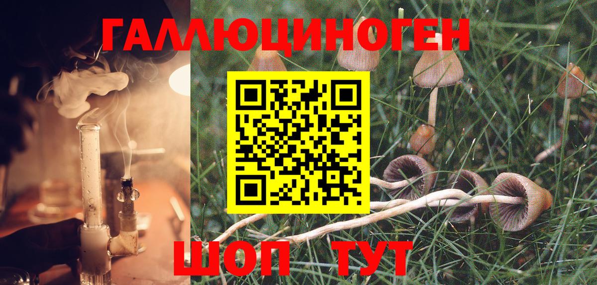 Псилоцибиновые грибы Psilocybe  Брянск 